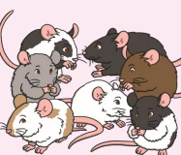 <p>What animals are these?</p>