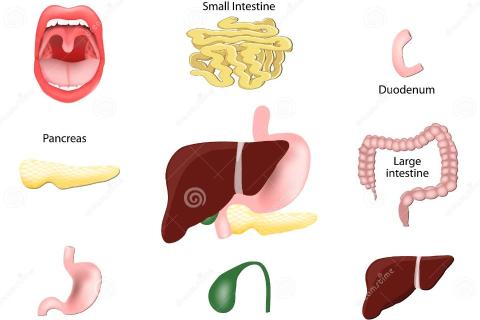 Digestive system