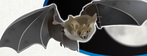 <p>What‘s this animal?</p>