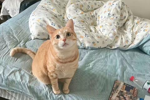 政府采购基本原则与流程