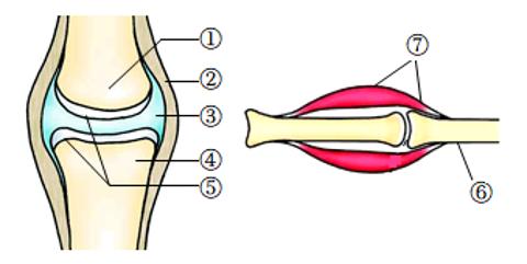 <p>动物的运动依赖于一定的身体结构。如图是运动系统的部分结构示意图，下列叙述正确的是</p>