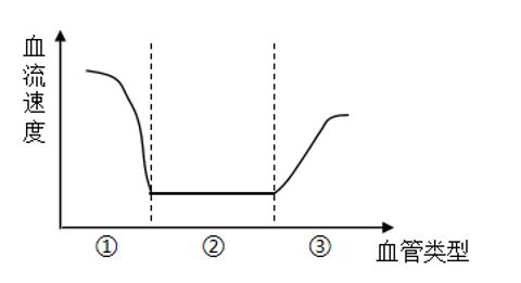 <p>实心球比赛即将开始，即将上场的雨辰同学内心难掩激动。如图是他体内血液流速变化示意图，图中①、②、③分别代表人体内哪三种类型的血管</p>
