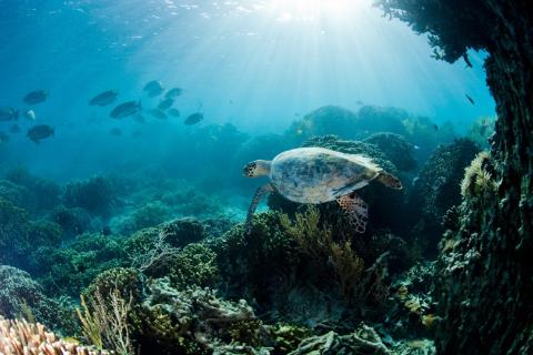 <p>Which animal is the biggest in the ocean? </p>