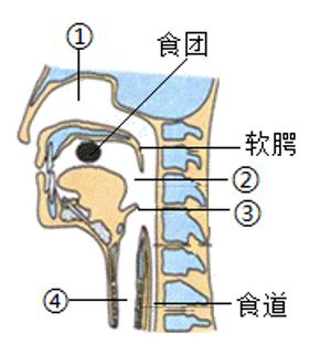 <p>吞咽是指食物经咀嚼而形成的食团由口腔运送入胃的动作或整个过程。如图为人体吞咽情况模式图，下列分析正确的是</p>