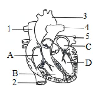 <p>6.如图为心脏结构示意图，A~D表示心脏四腔，1~5表示血管。下列说法错误的是(     )<span data-tex=""> </span></p>