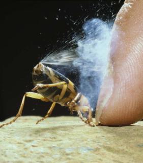 <p>Why does a stink bug release a bad smell?<span data-tex=""> </span></p>