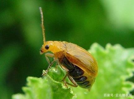 <p>丝瓜经常受到此害虫为害&#xff0c; 是&#xff08;    &#xff09;</p>