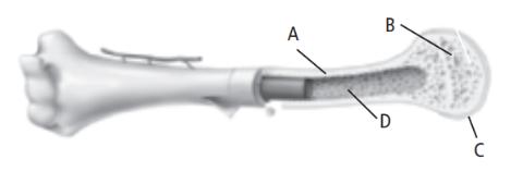 <p>What type of tissue is located at the area labeled A in the illustration below.</p>