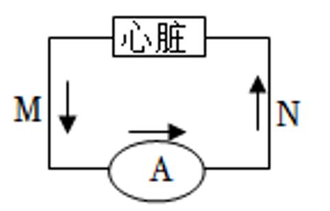 <p>21.下图表示血液循环模型，图中A表示某器官，M、N表示血管，箭头表示血液流动方向。下列叙述中正确的是(     )<span data-tex=""> </span></p>