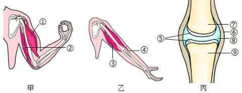 <p>人体运动依赖于一定的身体结构。如图表示人体部分运动器官，下列叙述错误的是</p>