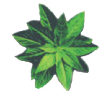 <p> 如图&#xff0c;植物的叶片平展&#xff0c;且在茎上交叉生长。这样的叶片分布有利于&#xff08;    &#xff09;。<span data-tex=""> </span></p>