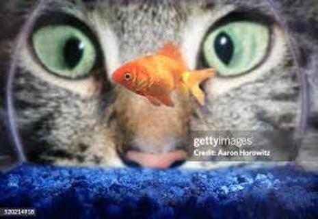 <p>The cat is (  ) at the fish.</p>