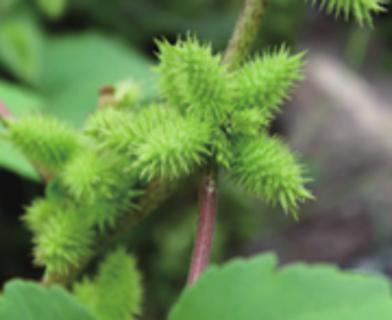 <p>如图所示的植物主要依靠什么传播种子？</p>