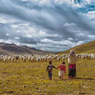 “藏北三宝”是指牦牛、藏羊和什么？