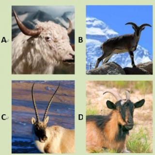 哪张图片中是藏羚羊？