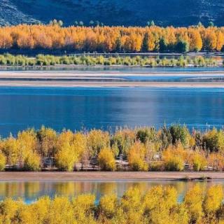 以下对西藏“天然林防护工程”描述错误的是哪一项？