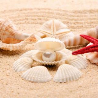 My best friend _______ shells.&nbsp; &nbsp;