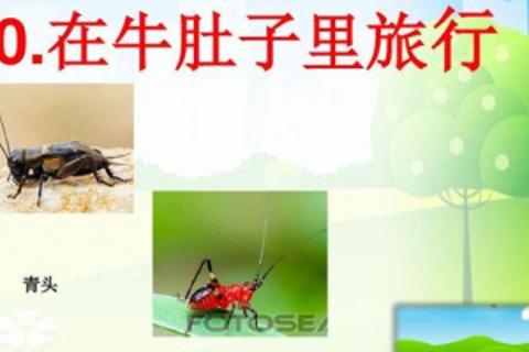 《在牛肚子里旅行》前期评价