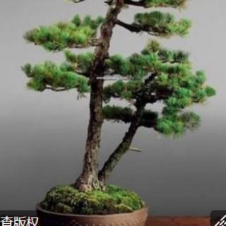 1.图中是哪一类树桩盆景？