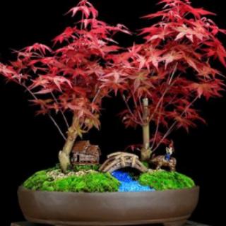 2.此盆景植物名称？