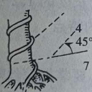 4。庭院盆景蟠扎采用材料（&nbsp; &nbsp; ）