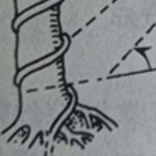 5.铝丝缠绕树干，紧贴树干向上以（&nbsp; &nbsp; &nbsp; ）角缠绕