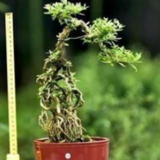 10.下列庭院小盆景制作方法是（&nbsp; &nbsp;）？