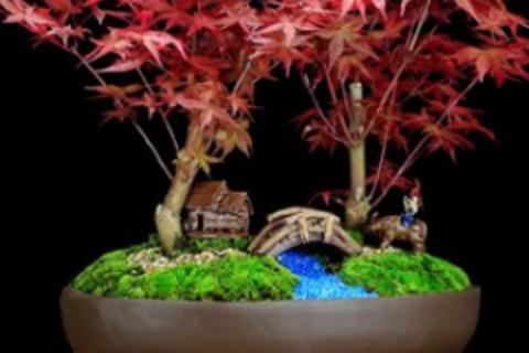 小盆景制作