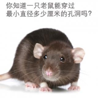 你知道一只老鼠能穿过最小直径多少厘米的孔洞吗？