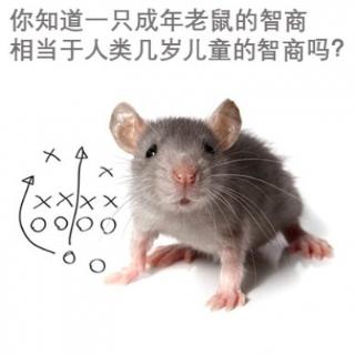 你知道一只成年老鼠的智商相当于人类几岁儿童的智商吗？