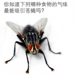 你知道下列哪种食物的气味最能吸引苍蝇吗？