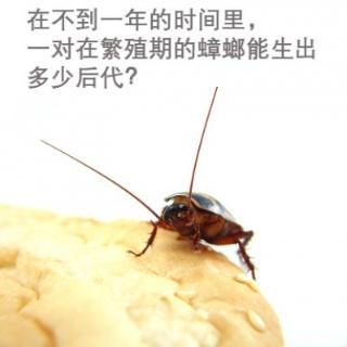 在不到一年的时间里，一对在繁殖期的蟑螂能生出多少后代？