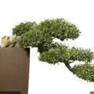 看小盆景的图，此盆景制作方法（&nbsp; &nbsp; &nbsp; ）