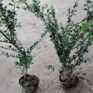 今天，制作庭院小盆景的材料是（&nbsp; &nbsp; &nbsp; ）