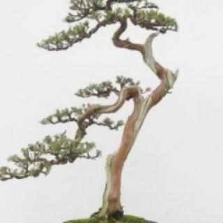 此盆景制作方法