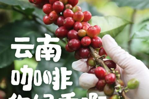 咖啡起源历史常识问答