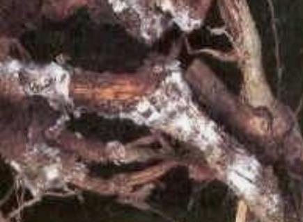 <p>油茶根部呈白线型的菌丝。判断是（   ）</p>