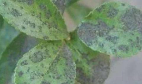 <p>油茶叶片表面如图现象，是（   ）病</p>