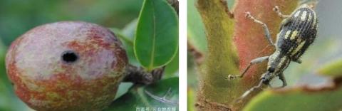 <p>如图，危害油的昆虫是什么（  ）</p>