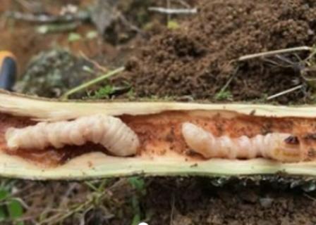 <p>如图，危害油茶枝干，是（    ）的幼虫</p>