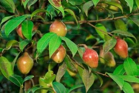 油茶苗繁育与绿色防控