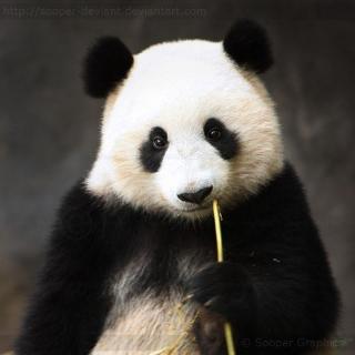 <p><strong>How much do you know about giant pandas?</strong></p>