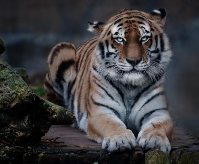 <p><strong>How much do you know about tigers?</strong></p>