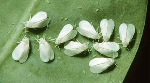 <p>植物常被类似昆虫为害，（   ）</p>