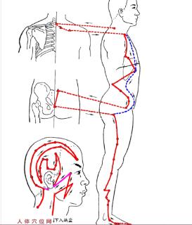 <p>图片中标注的是哪一条经脉的循行？</p>