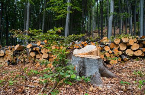 <p><strong>What actions are bad for wild animals?</strong></p>