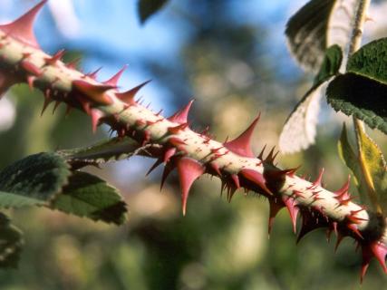 <p>Delicate, Dodgy, Tricky and Sensitive are all synonyms of which word? </p>