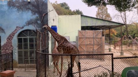 <p>这个图里面有几只长颈鹿？</p>