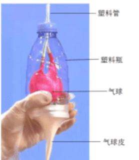 <p>用下面实验装置做人体呼吸模拟实验时&#xff0c;其中气球皮模拟的是</p>
