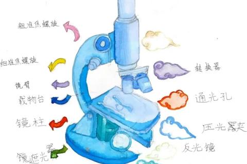 显微镜的使用